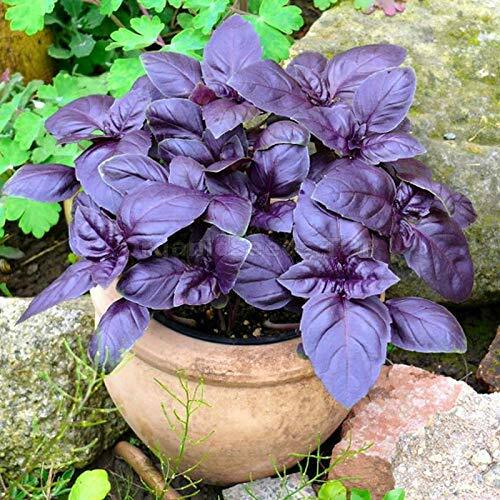 200+ Dark Opal Basil Seeds, Heirloom NON-GMO, Always Fresh Seeds for Your Garden