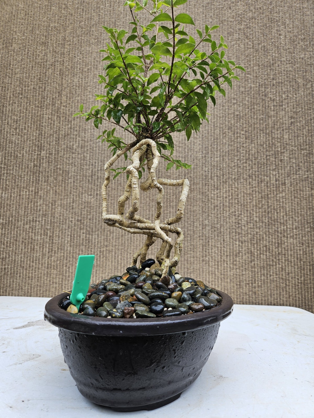 Old Barbados Cherry ( Malpighia Glabra-Hồng ngọc mai ) Bonsai Tree,,,sale