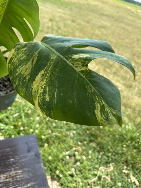 Monstera Aurea Variegated – Exact Live Rooted Plant – US Seller – A2