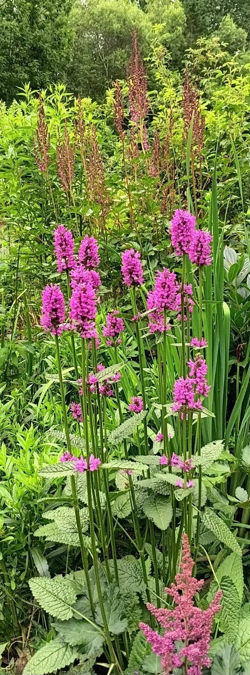 Wood Betony stachys officinalis Hummelo 2 mature plants