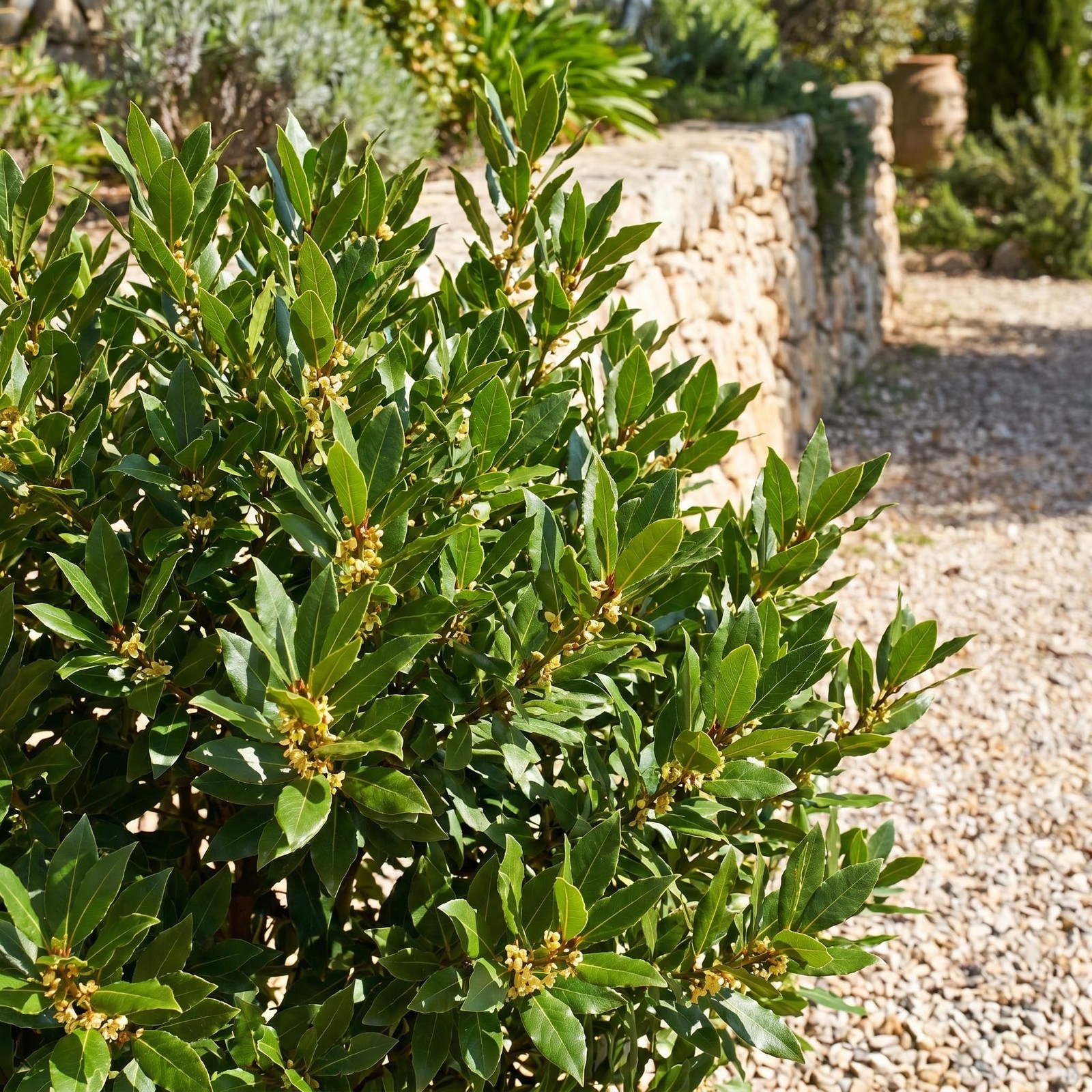 2 Bay Leaf Trees Live 4-7″ Tall, Sweet Bay Laurel Fragrant Herb Plant