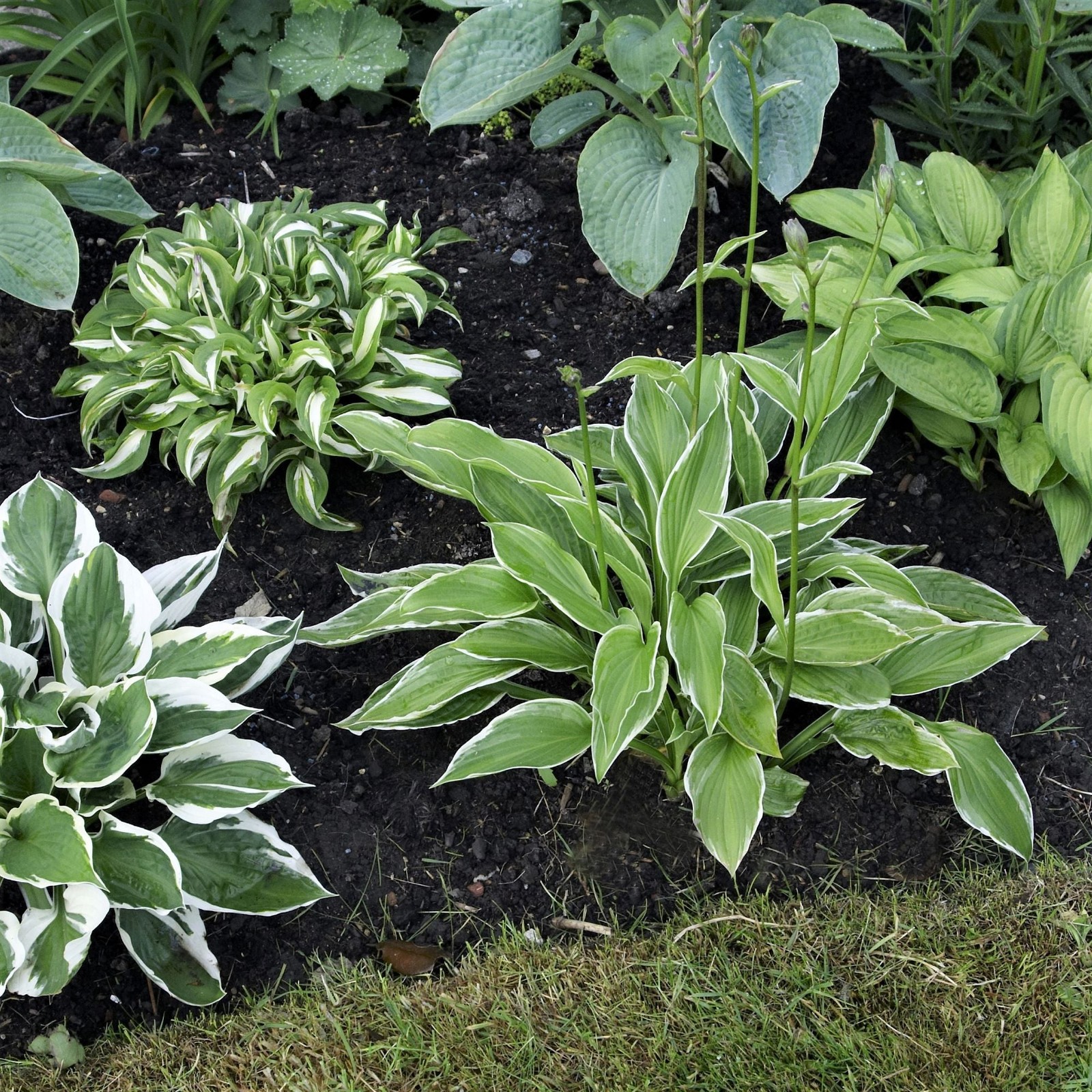 Hosta Bumper Crop Mix 10-30 Plant Roots – Summer Blooms, Foliage for Shade