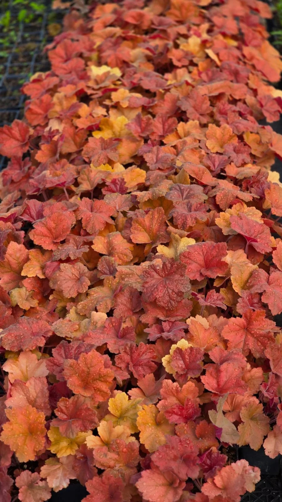 2 Southern Comfort Heuchera, in 3.5 inch containers-USA plants & company