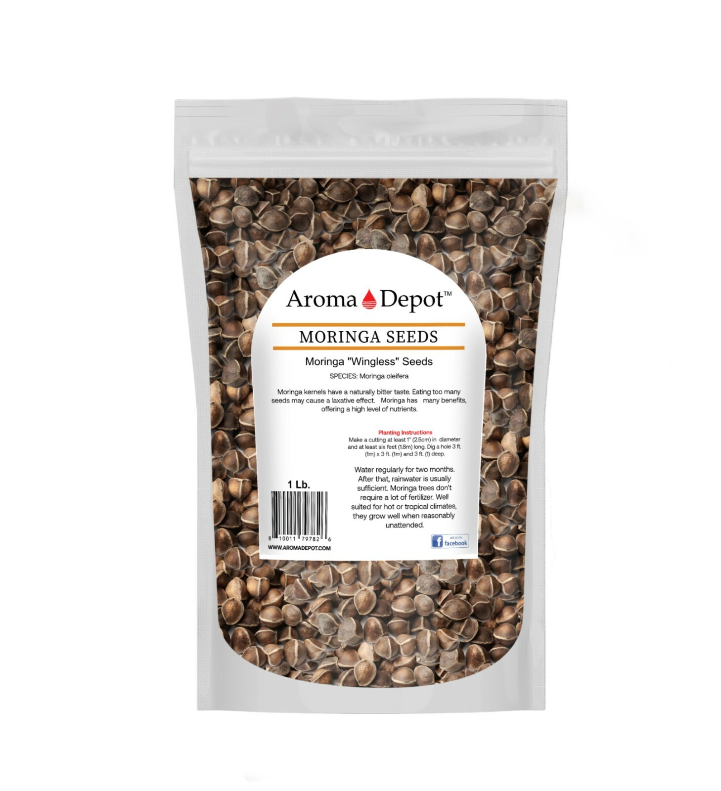 1Lb. Moringa Seeds 1600 Fresh Semilla de Moringa oleifera 100% Fresh Malunggay