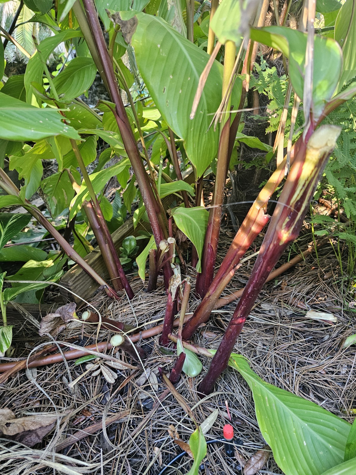 15 CANNA LILLIES BULBS TALL RED FLOWER GREEN/ PURPLE LEAVES PURPLE STALKS