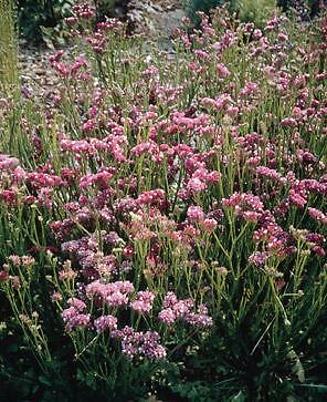 Statice QIS Rose 1,000 seeds