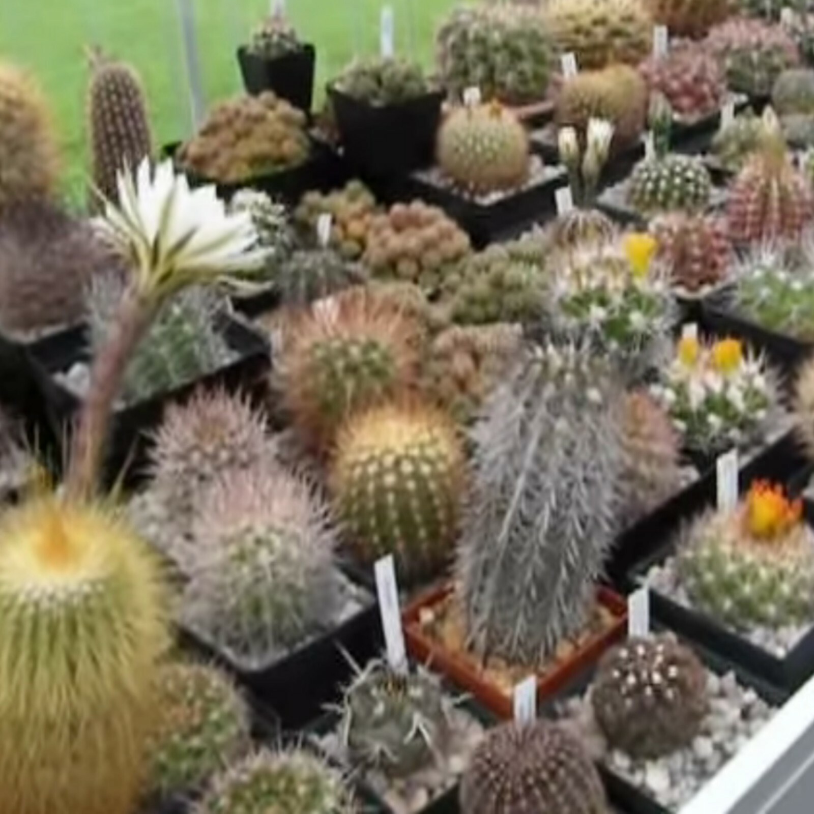 100 mixed Cactus seeds mix succulent seeds mix very diverse variety of species