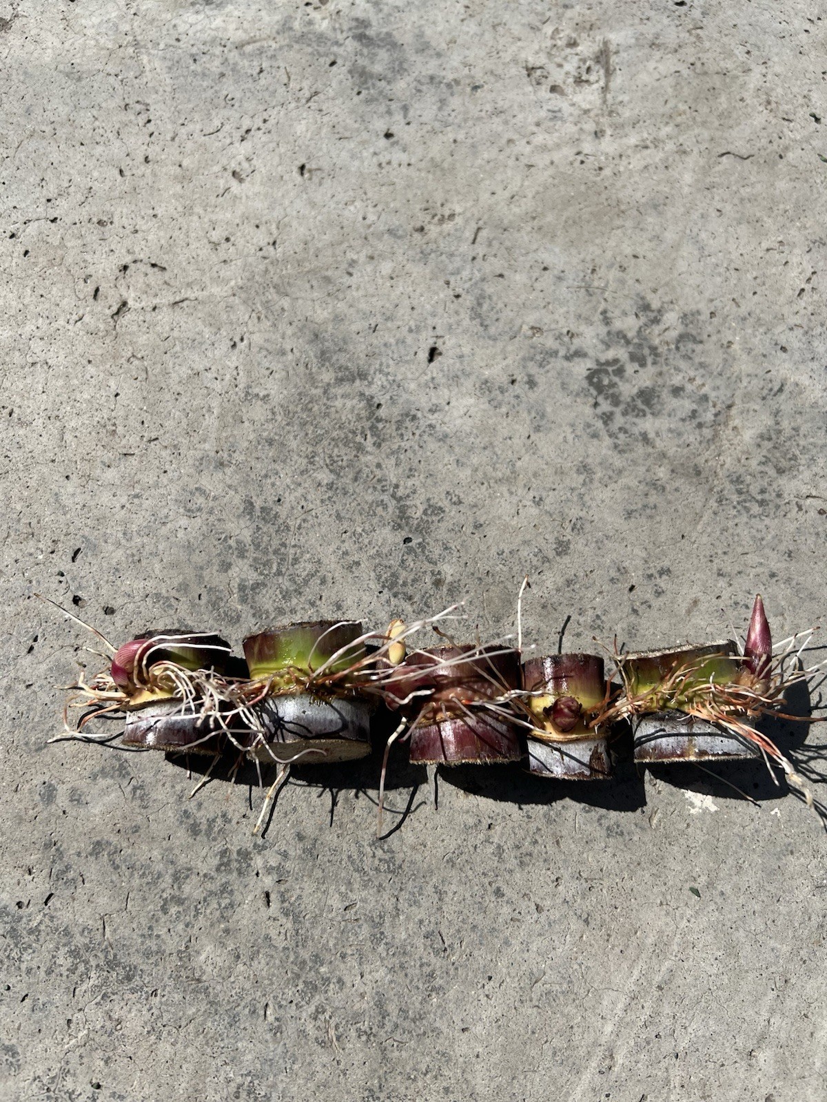 5pcs Rooted Dark Purple Green Sugarcane Cutting Sweet Juicy Ready To Plant