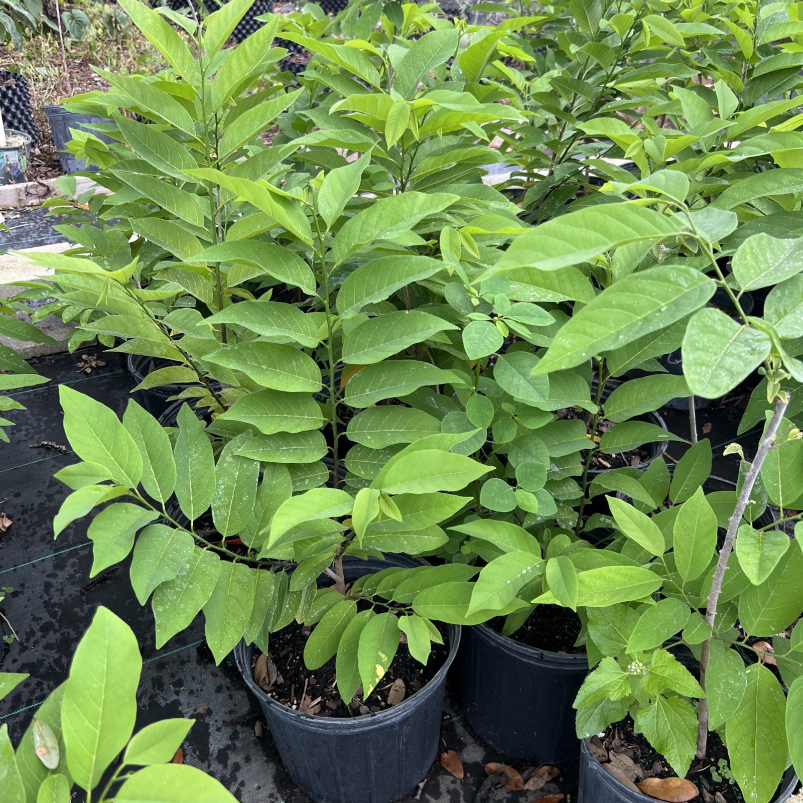 red sugar apple 2-3 feet – 3Gal -NO SHIP CA