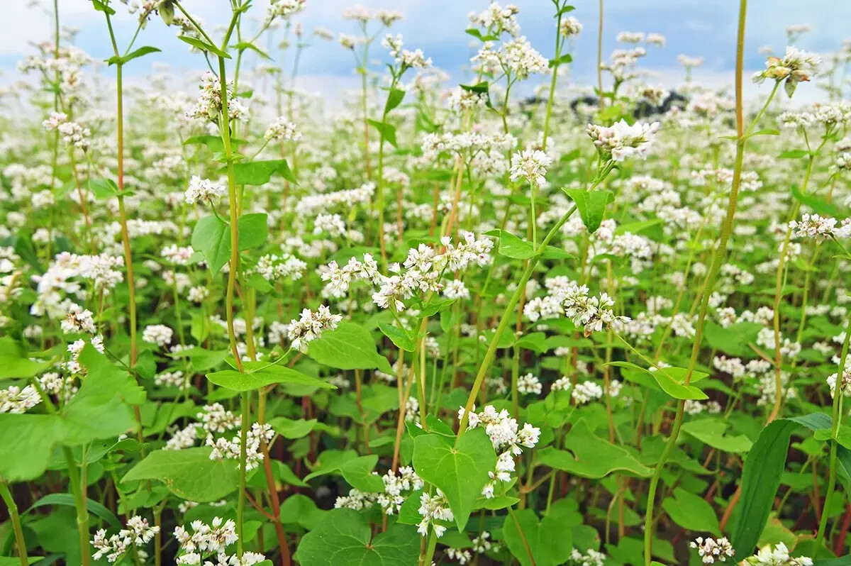 Buckwheat Seeds (100) / ANCIENT GRAIN / FLOWER / ORGANIC / EXTREMELY RARE