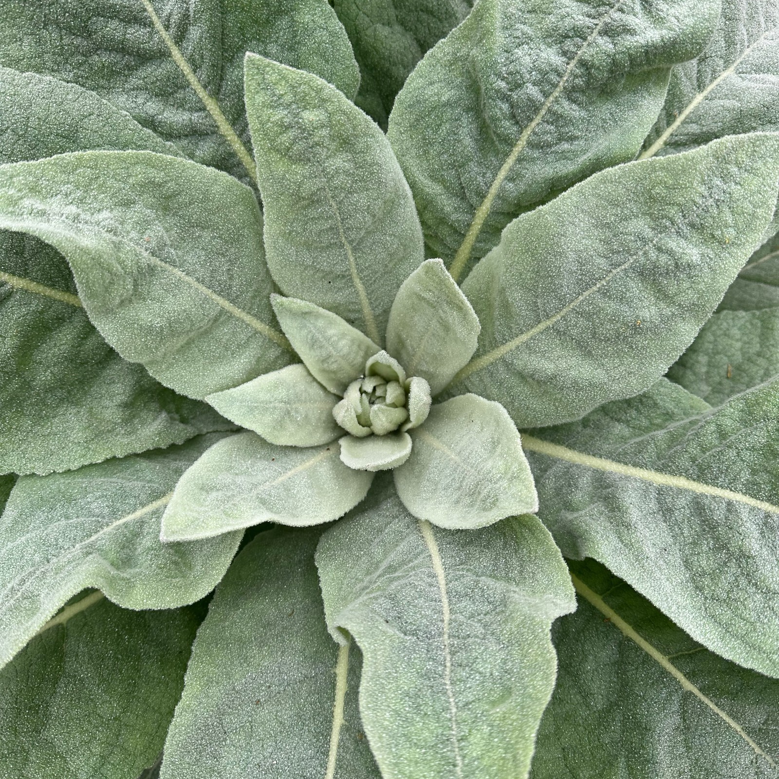 Great Mullein (Verbascum Thapsus) Seed Packet Bulk Organic Leaf Tincture Ear Oil