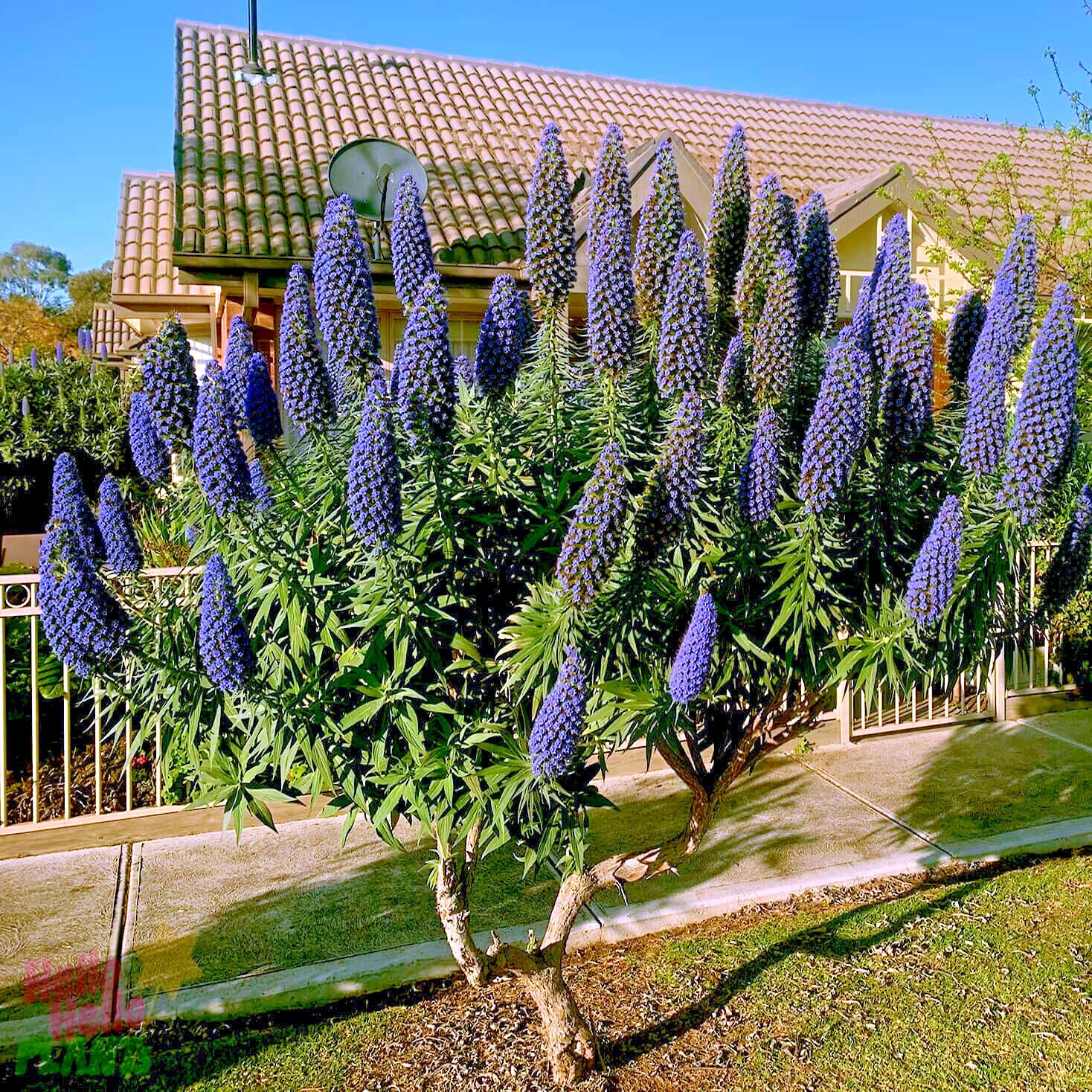 PRIDE OF MADEIRA Flower Seeds Echium fastuosum Blue Tower of Jewels Garden Plant