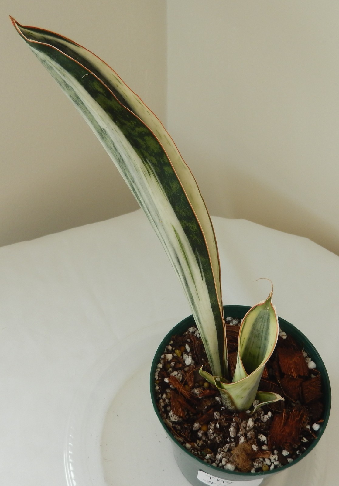 White Variegated Whale Fin Sansevieria Rooted In 4″ Pot Tag #34