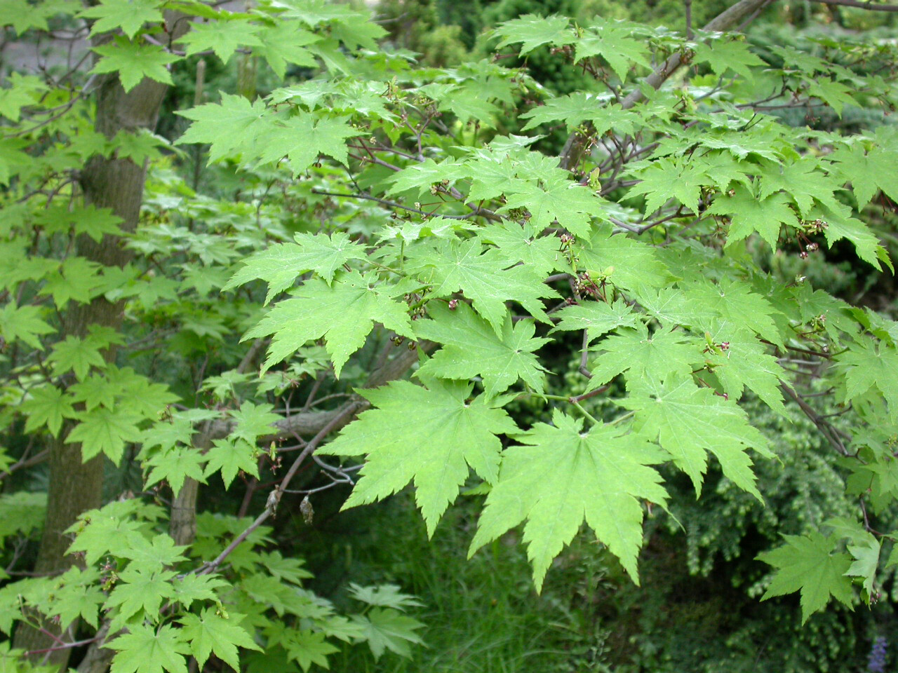 Korean Maple, Acer pseudosieboldianum, Tree Seeds (Showy, Fall Color, Fast)