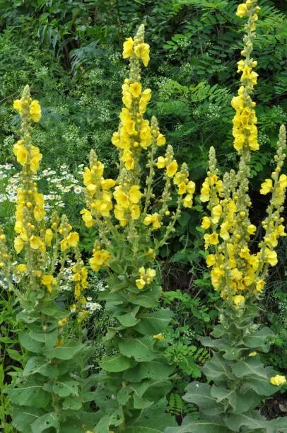150 Seeds Great Mullein (Verbascum Thapsus) Heirloom – Fresh from 2023 Harvest
