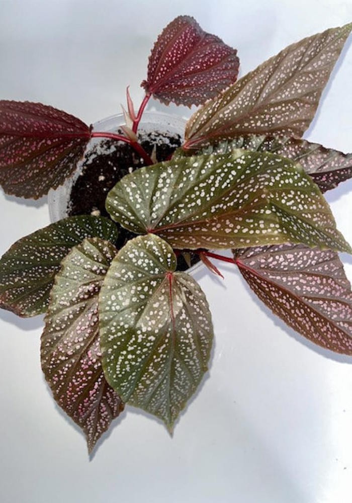 Angel Wing Begonia Benigo Pink Live Rooted Starter House Plants BUY 2 GET 1 FREE