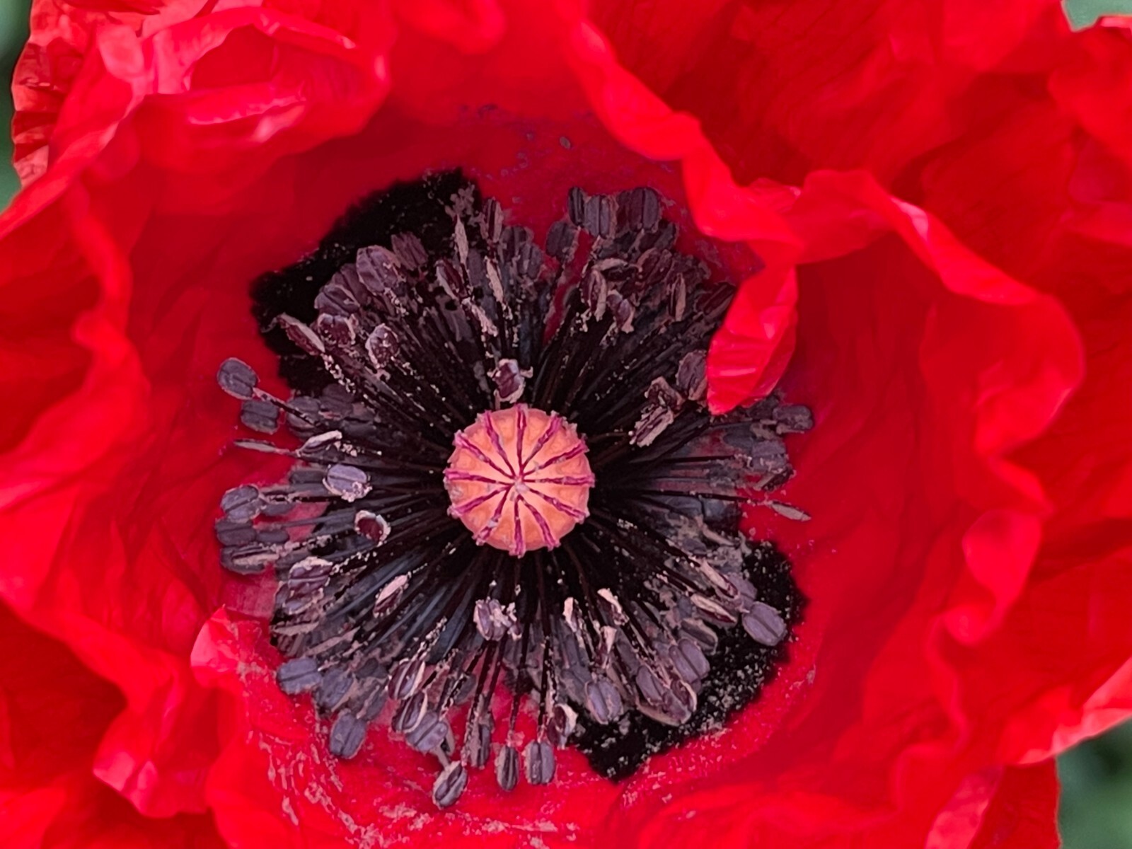 500+ Pcs California Heirloom Multi Red Color Corn Poppy Flower Seeds Poppy Seeds