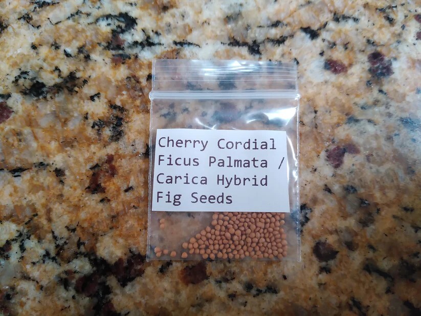 Cherry Cordial Fig Tree – 50 Seeds – Tasty Berry Figs – Easy To Grow From Seed