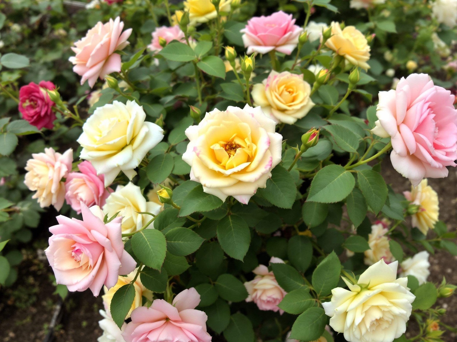 25 Mixed Colors ANGEL WINGS MINIATURE ROSE Bush Mix Rosa Chinensis Flower Seeds