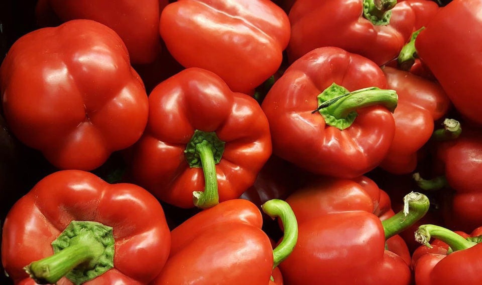 150 BIG RED Bell PEPPER Sweet Capsicum Annuum Vegetable Seeds