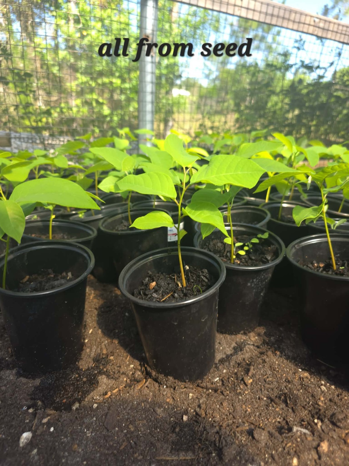 Costa Rica Sugar Apple Seedling 6-10″ Rare Seed Grown Tropical Fruit Tree