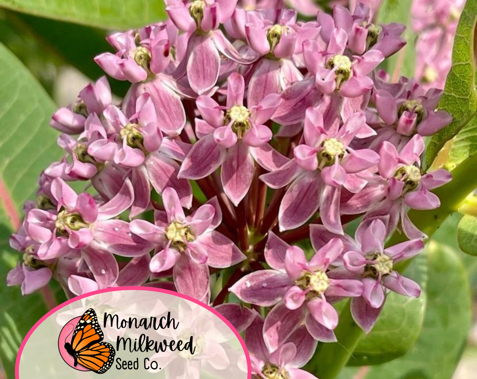 40+ Prairie Milkweed Seeds | Native Perennial Wildflower for Monarch Butterflies