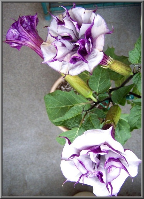 Datura Ballerina Purple Seeds 5-6 ft Tall – HUGE BLOOMS
