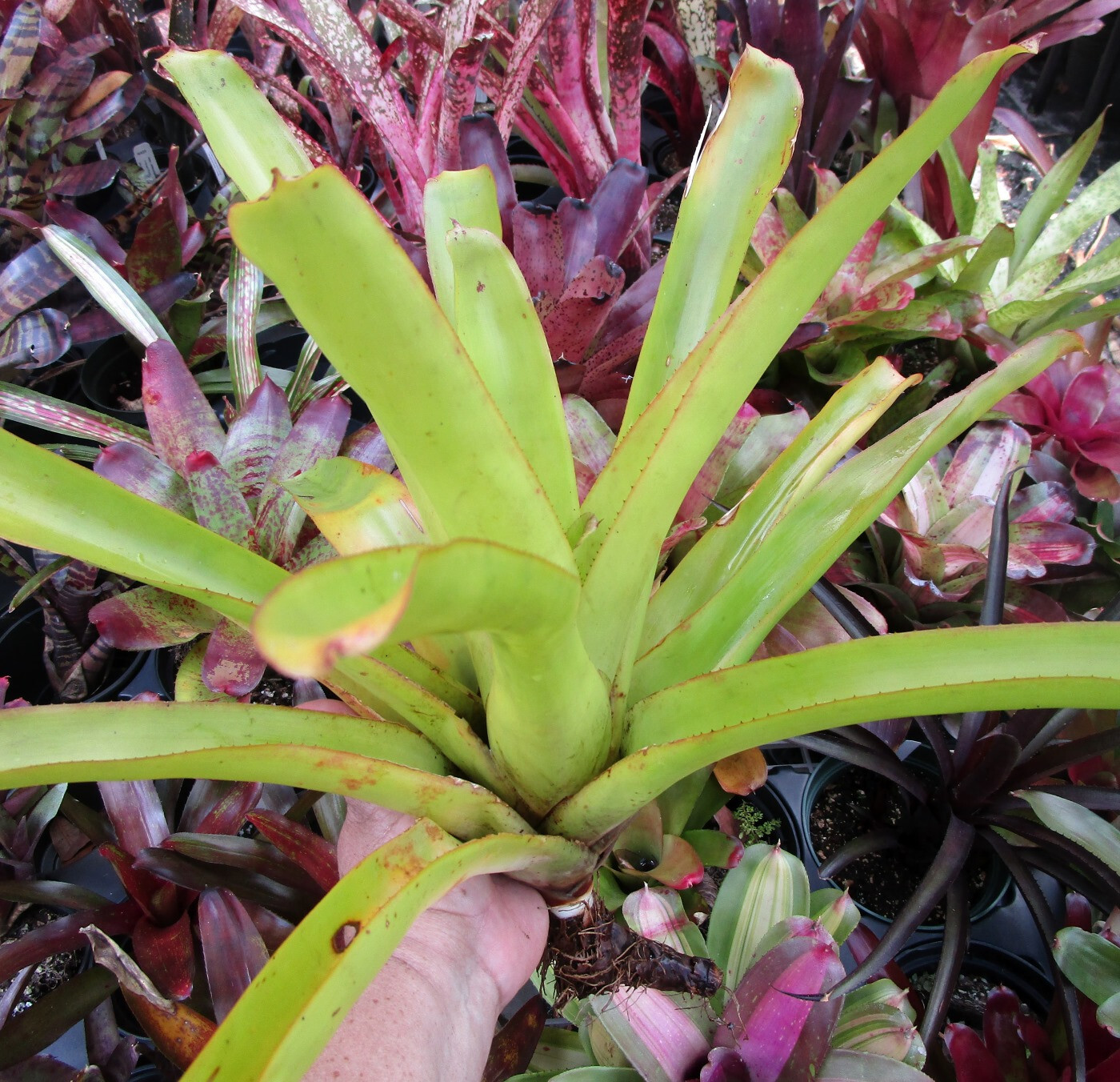 🌞BUY 4 SAVE 15% BROMELIAD Aechmea LEMON Best Blanchetiana Full Sun! Pup!🌞