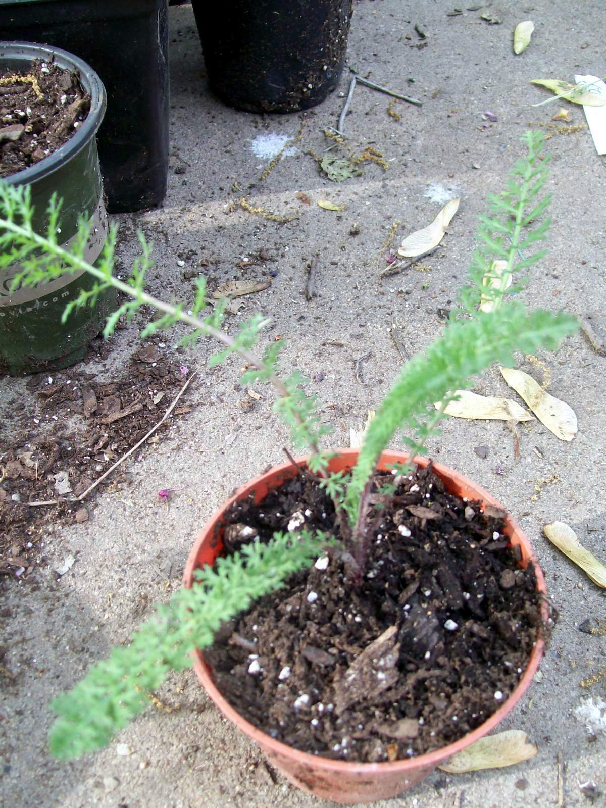 MIX COLOR YARROW SET OF 3 STARTER LIVE BARE ROOT PLANTS HERB PERENNIAL