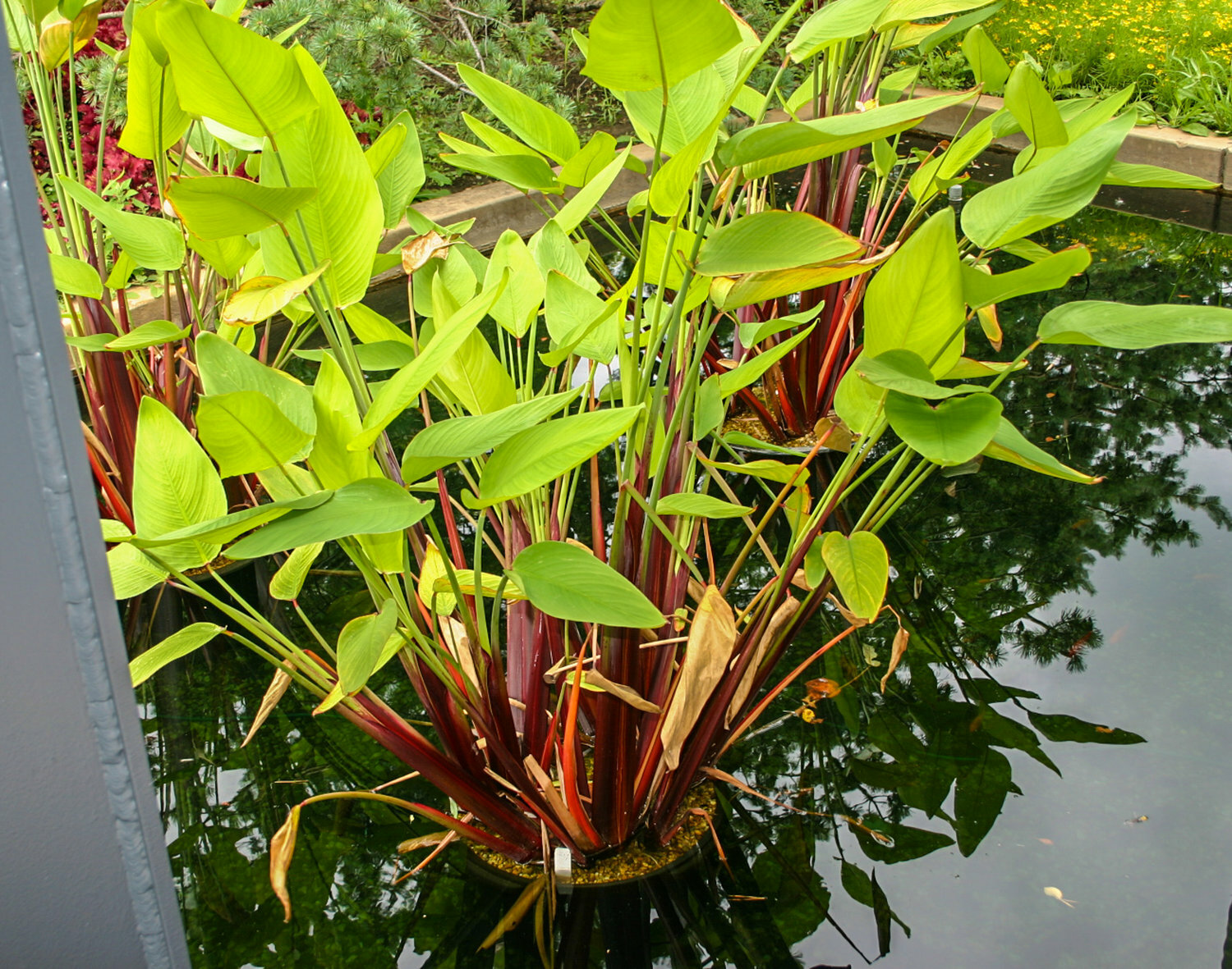 Live Red Stem Thalia Tropical Aquatic Marginal Pond/Bog Plant