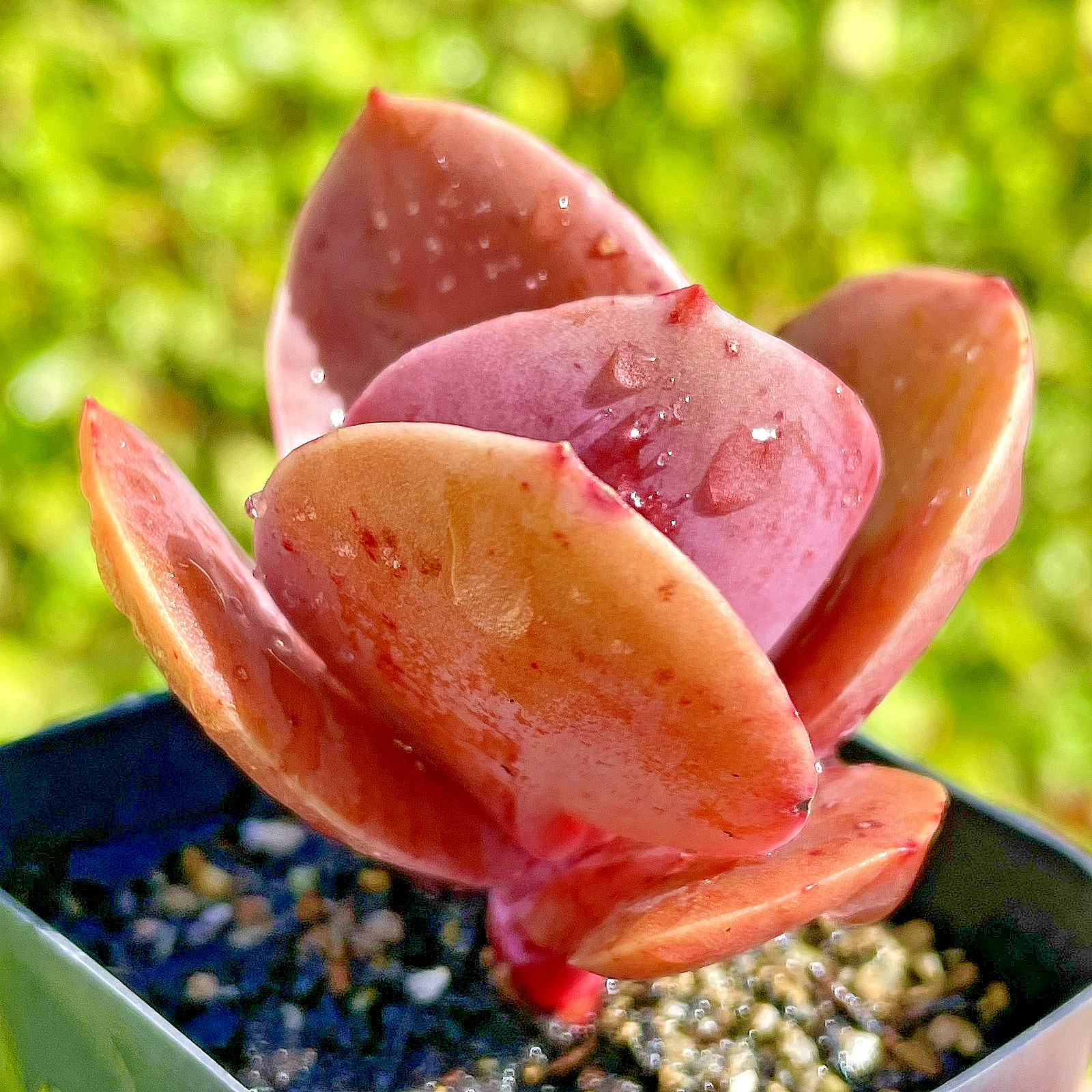 Rare Burgundy Red Paddle Succulent Rooted Live Plant Healthy Easy Care 2.5-Inch