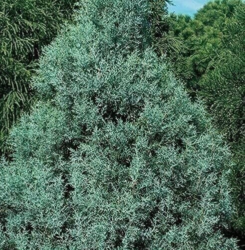 Carolina Sapphire Cypress | 2 Inch | Cupressus arizonica | Low Maintenance Plant