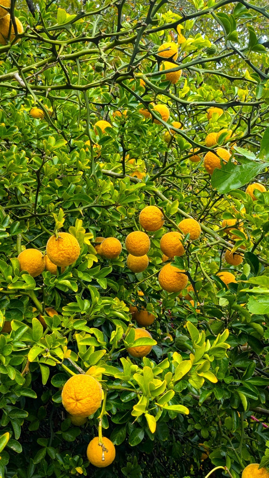 2 (Two) Hardy Orange Live Trees (2 ” pot) Citrus trifoliata /Flying Dragon