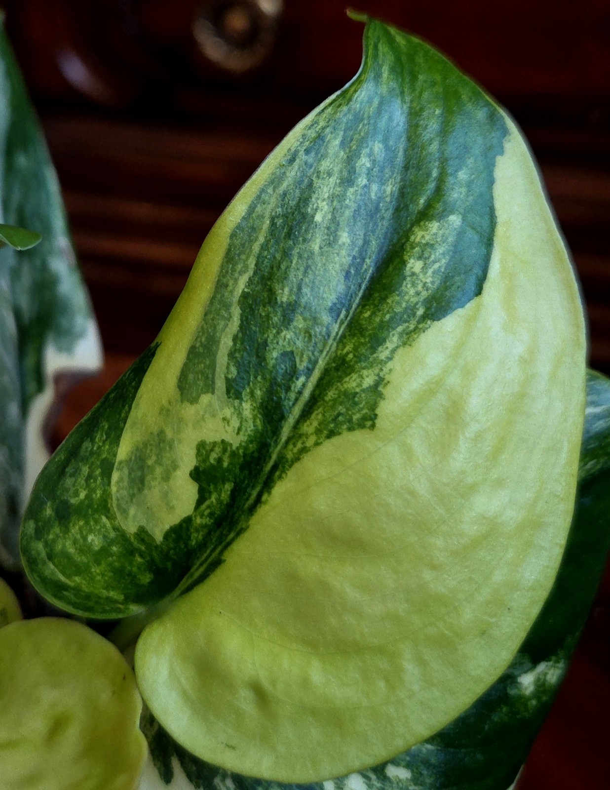 Rare Scindapsus Jade Satin Aurea Variegated 9″ Tall not Monstera Philodendron