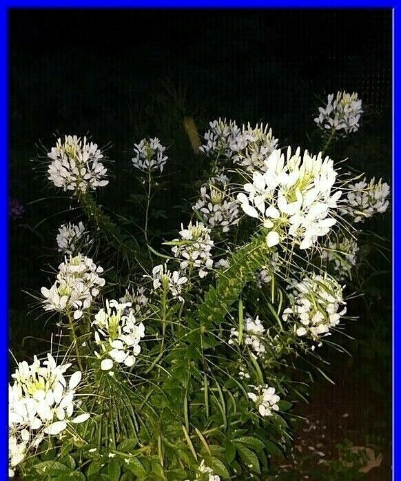 White Queen Cleome Seeds- (Spider Flower) 30 Seeds Comb. S/H See Our Store