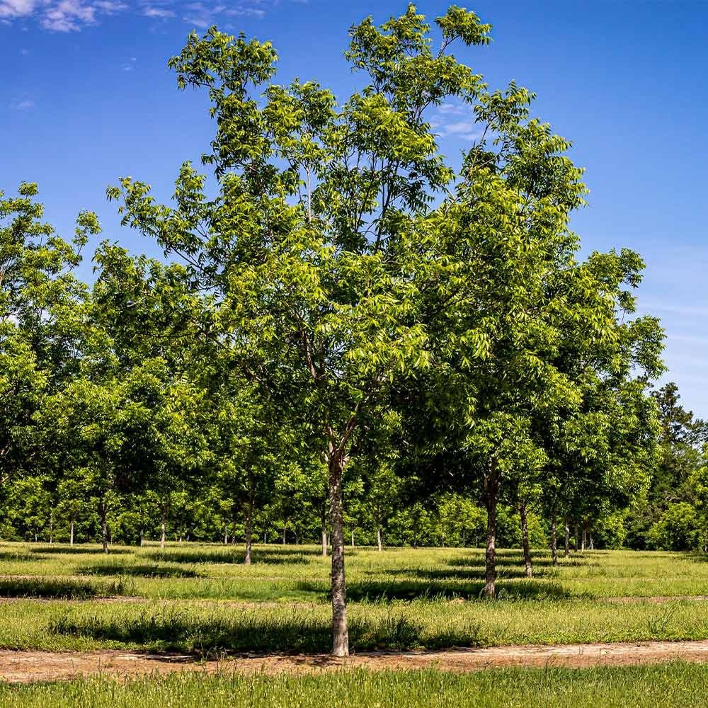 Hardy Pecan (Carya illinoinensis) Tree 3.5 in Pot 10-16” Height