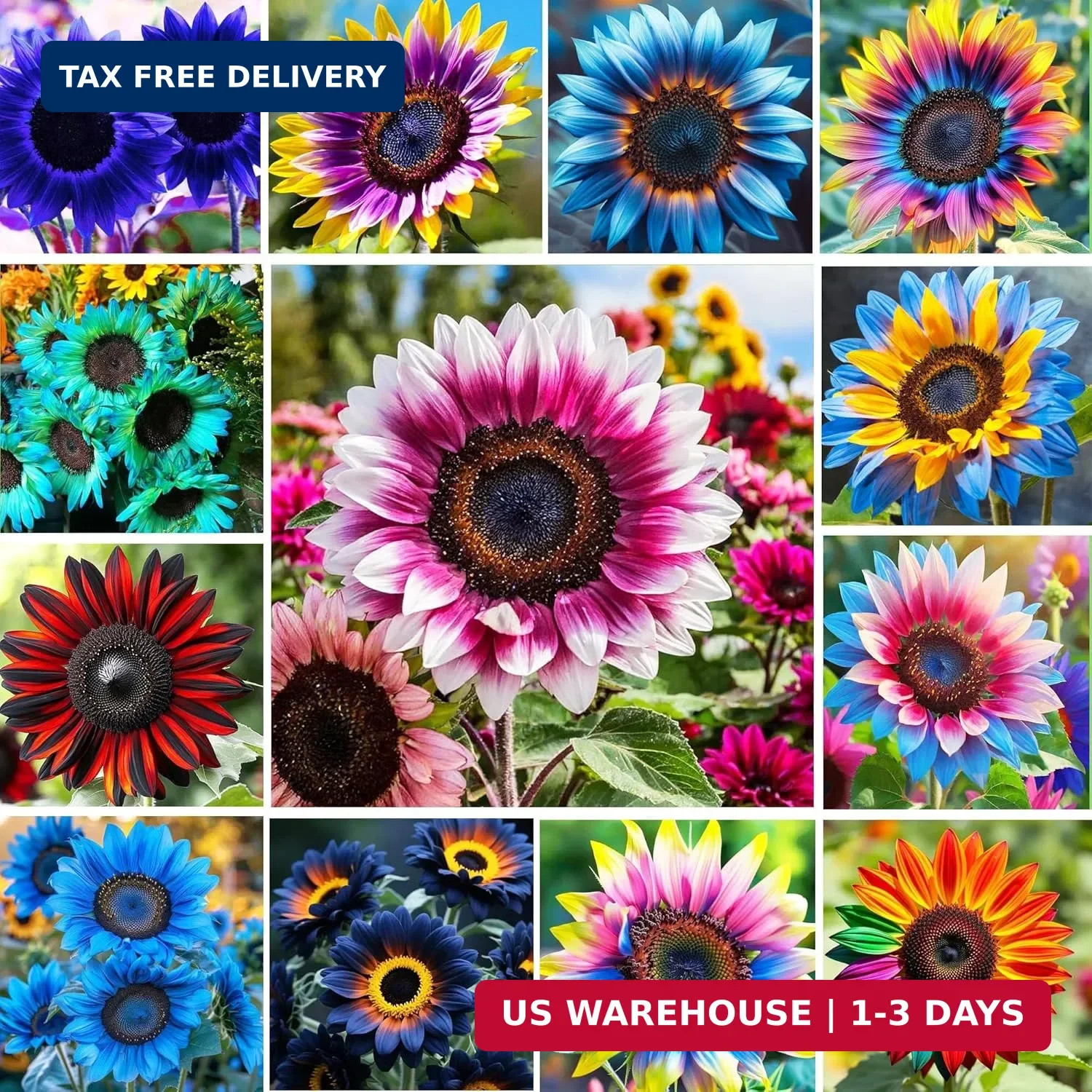 500+Mixed Sunflower Flower Seeds for Planting Outdoor Non-GMO Heirloom