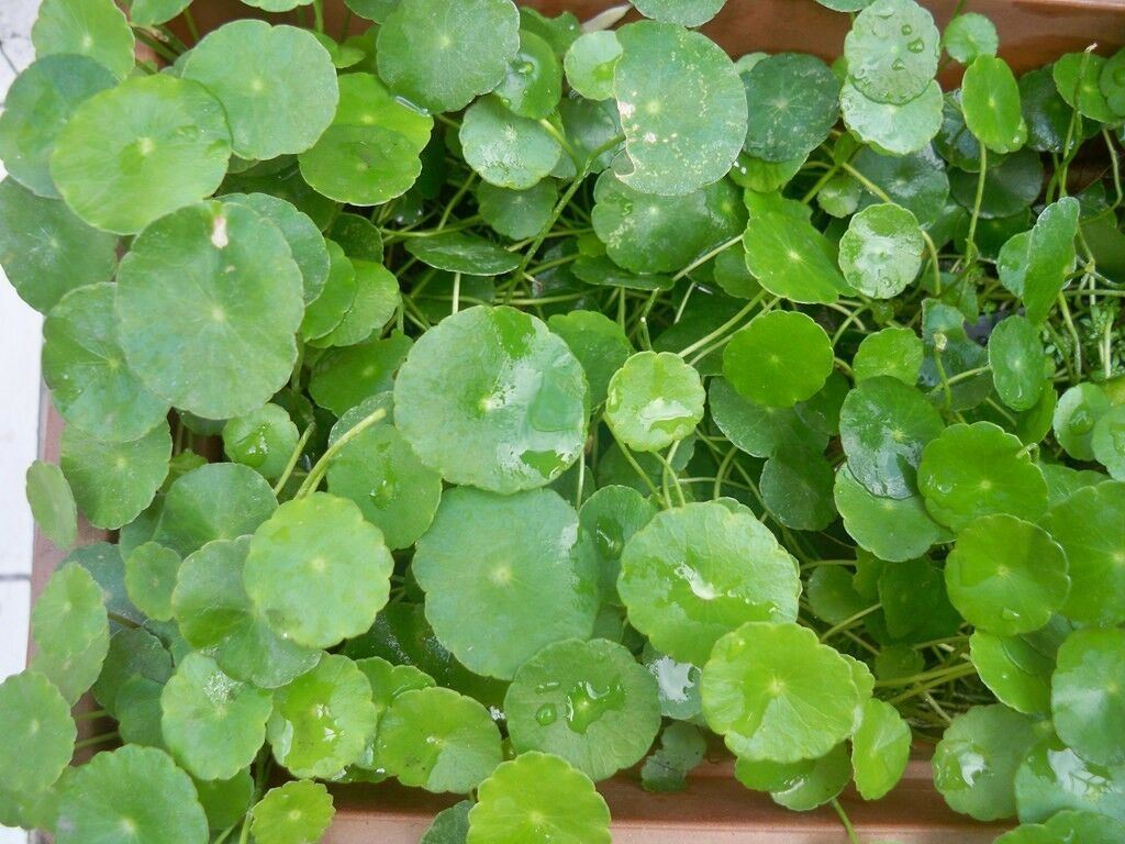 Gotu Kola Round Leaf Centella Asiatica Herb 4.5inches Veggies A Live Plant ht7