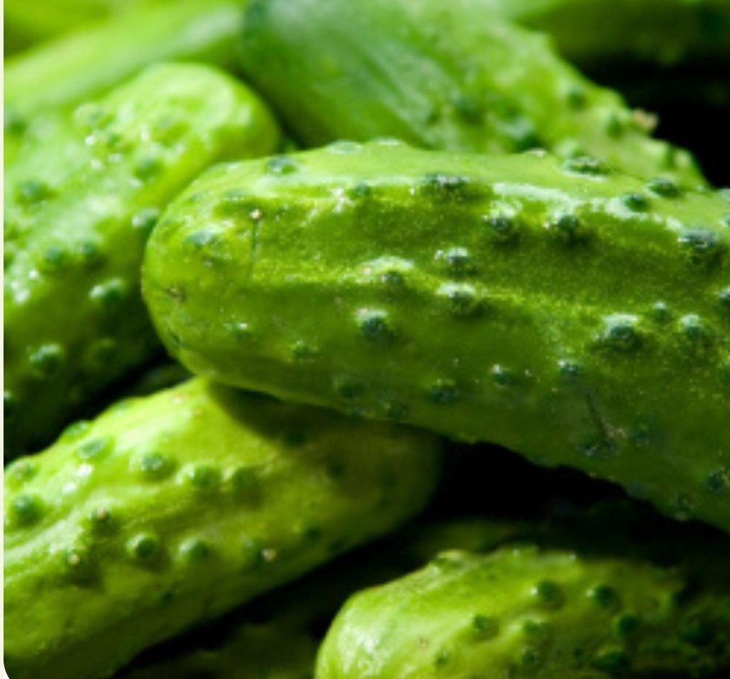 60+ National Pickling Cucumber Seeds **Fresh Seeds** ~~Free Shipping~~