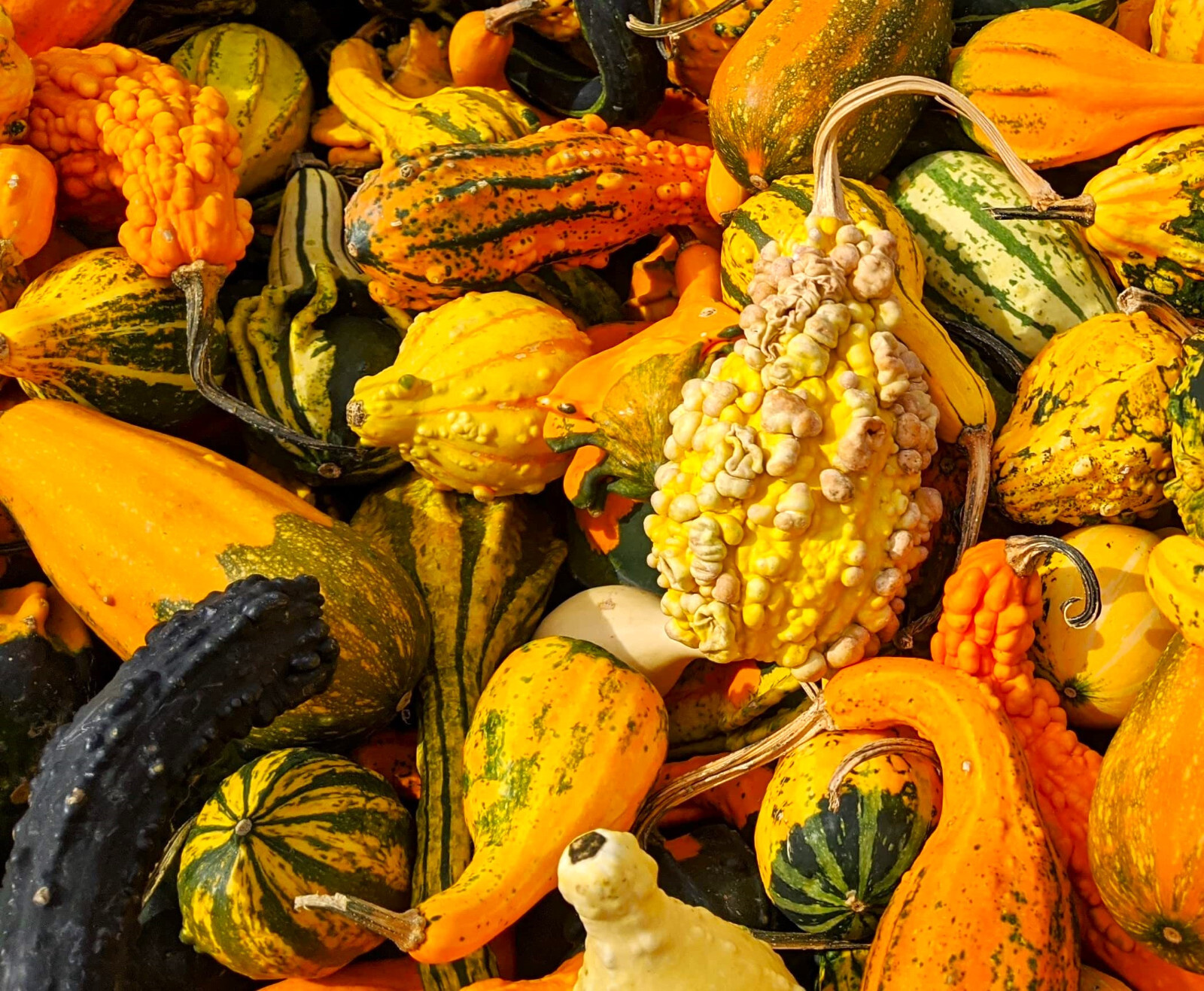 Large Mix Ornamental Gourd Seeds |Decorative Fall Autumn Winter Squash Seed 2025