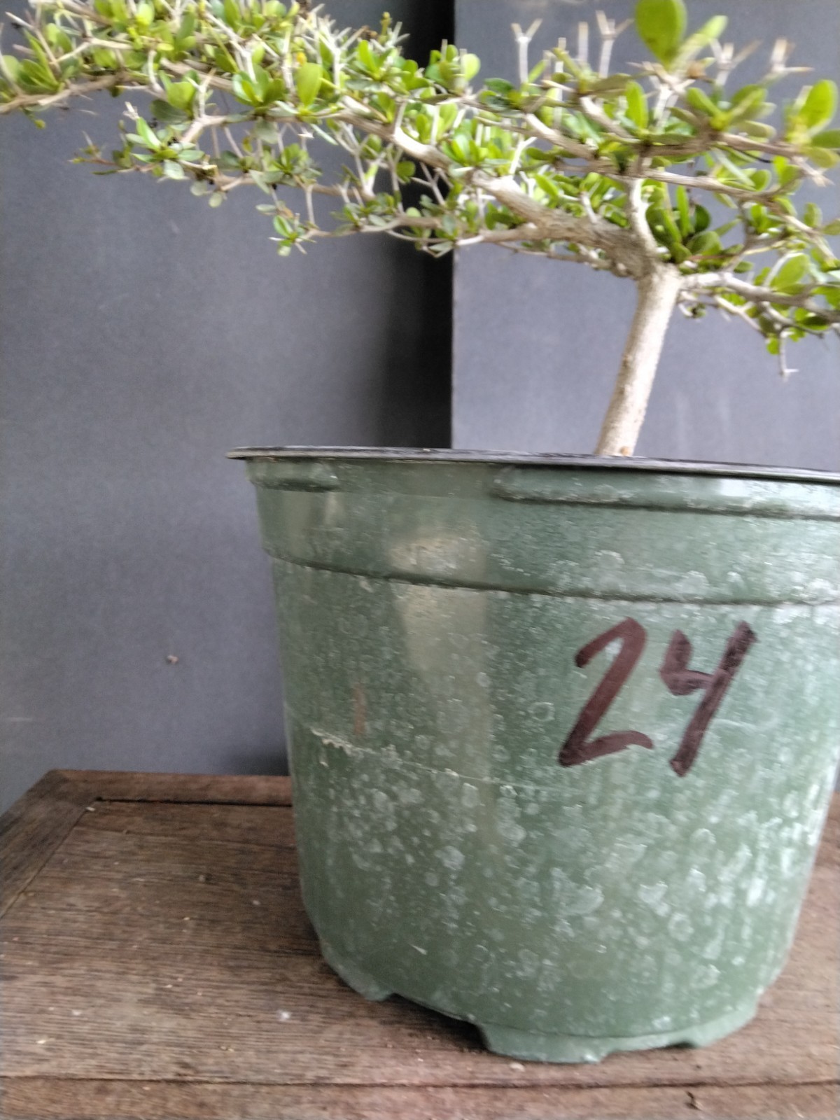 Black Olive Pre Bonsai