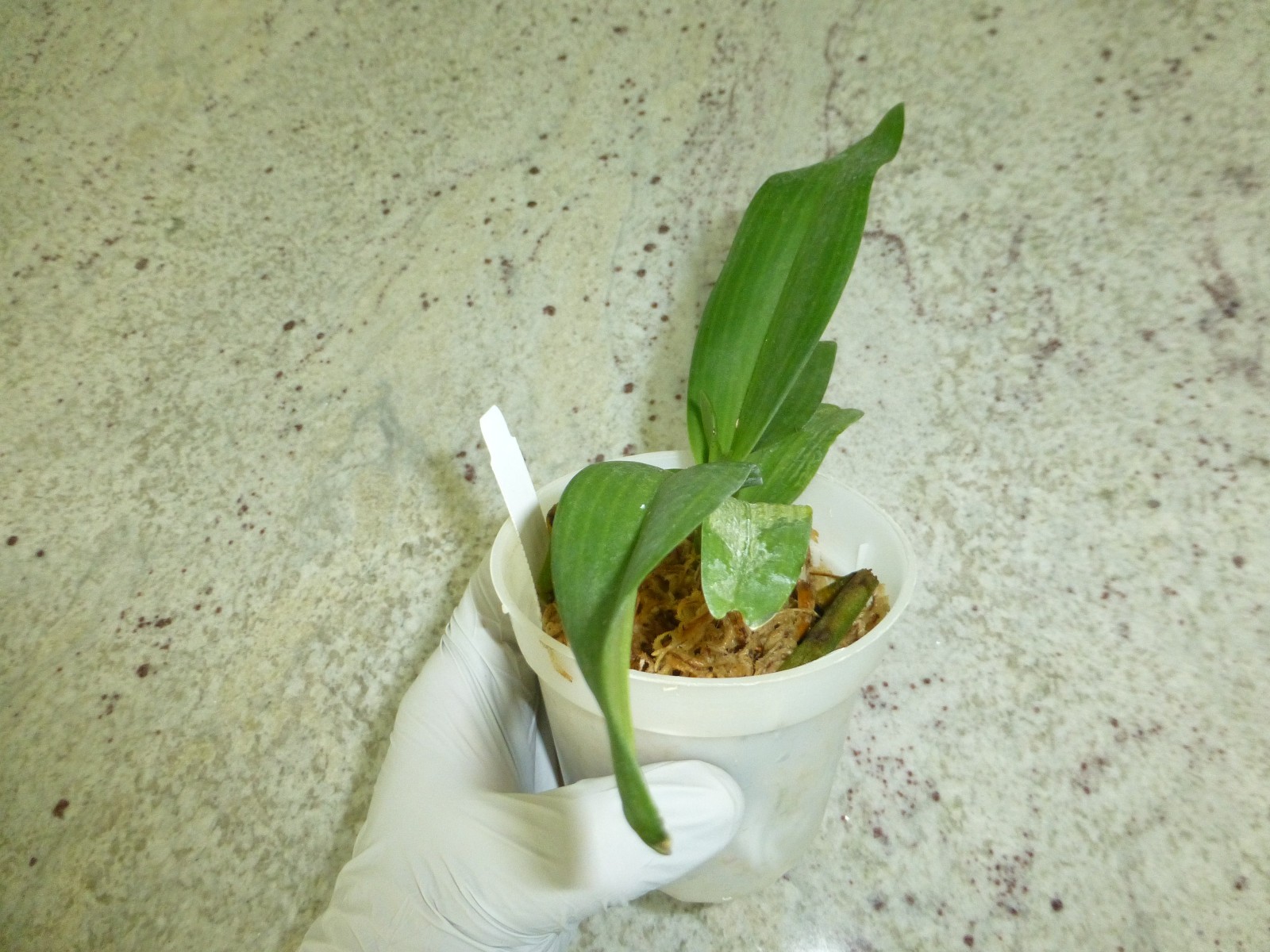 Fragrant Orchid Rhynchostylis gigantea (‘Cartoon’ x ‘Panda’) Grow In 3″ Pot