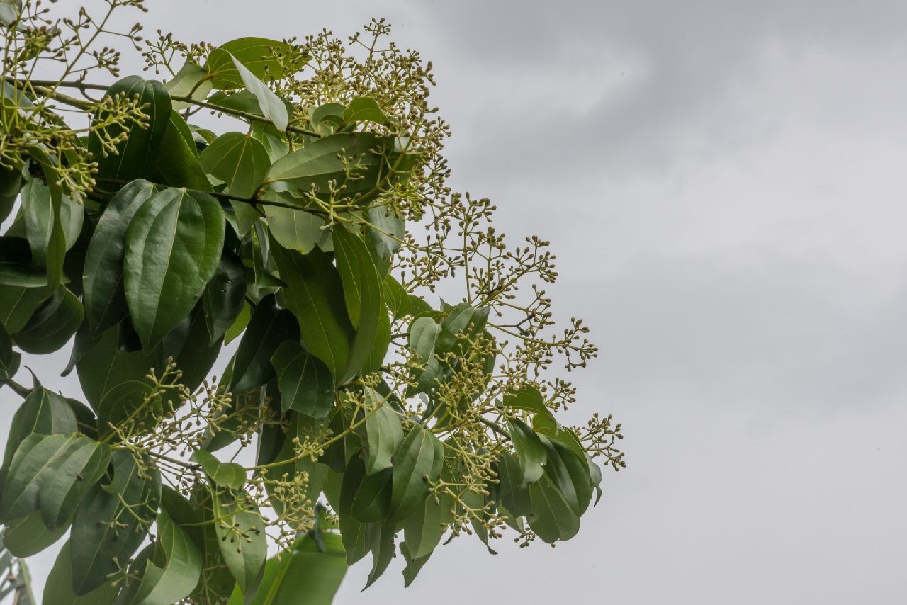 CEYLON CINNAMON Cinnamomum zeylanicum Starter Tree Potted Plant Spice Tea