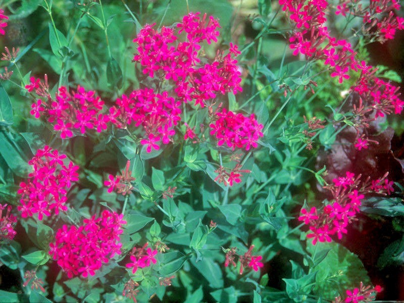 1000+CATCHFLY Flower Seeds None So Pretty Native Wildflower Patio Container Easy
