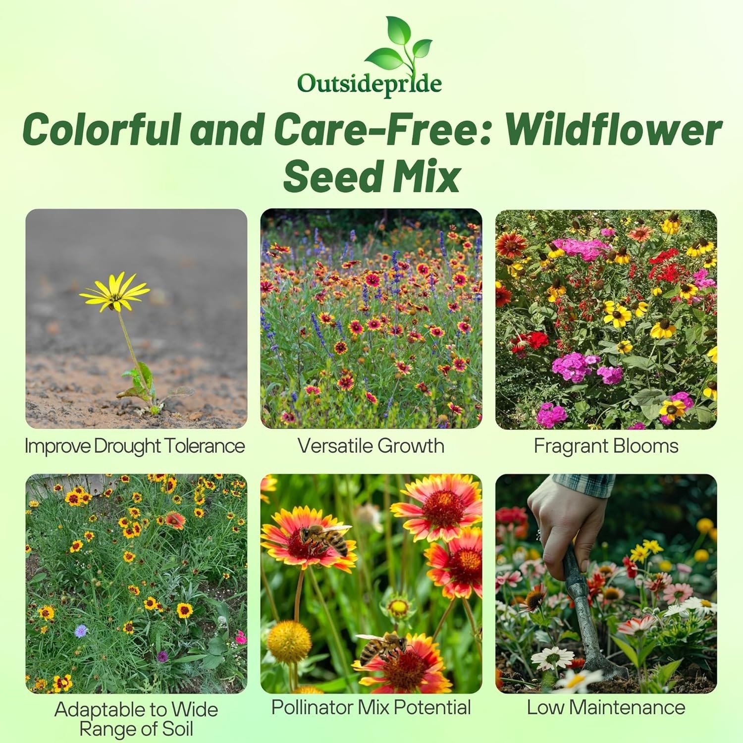 1 LB Southeast regional wildflower seed from Outsidepride.