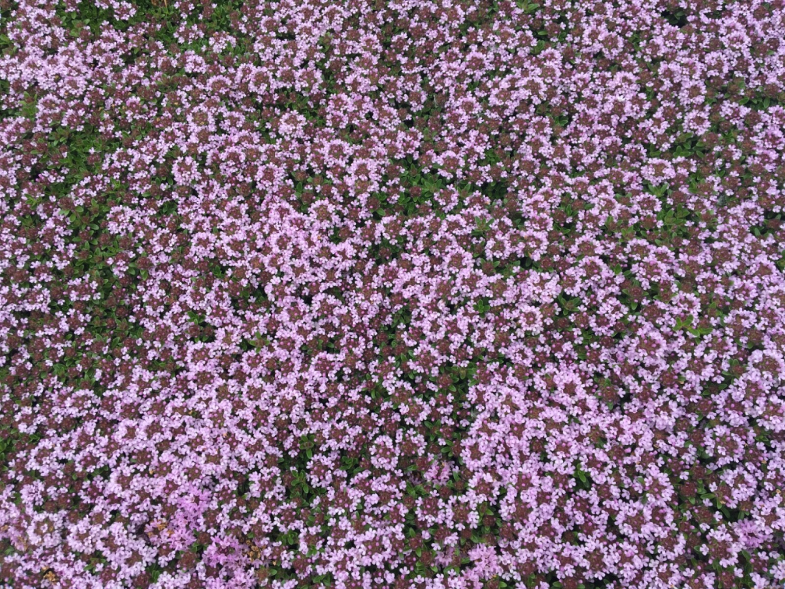 5,000 CREEPING ELFIN THYME SEEDS FOR GRASS REPLACEMENT, ROCK GARDENS, ETC.