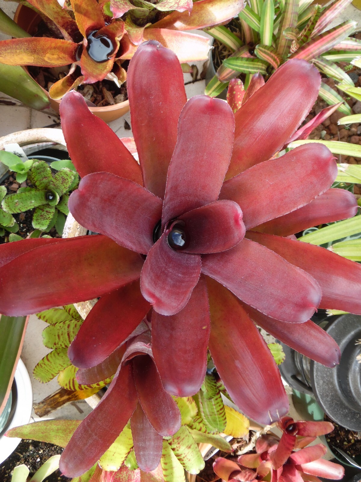 Neoregelia SUN DEVIL Bromeliad one tropical plant *MEDIUM*