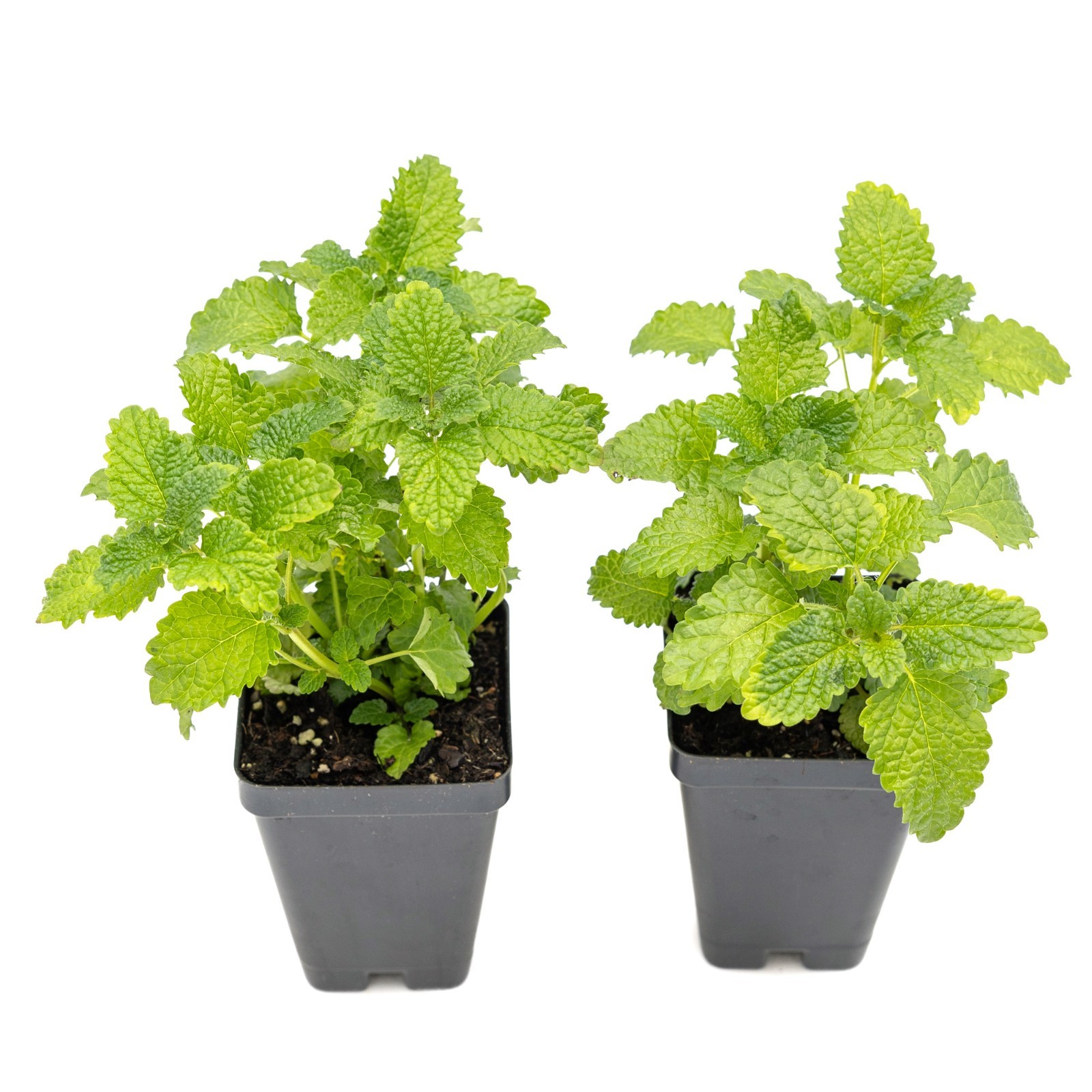2 Lemon Balm Plants in Cubes, Live Aromatic Evergreen Culinary Herb (Melissa)