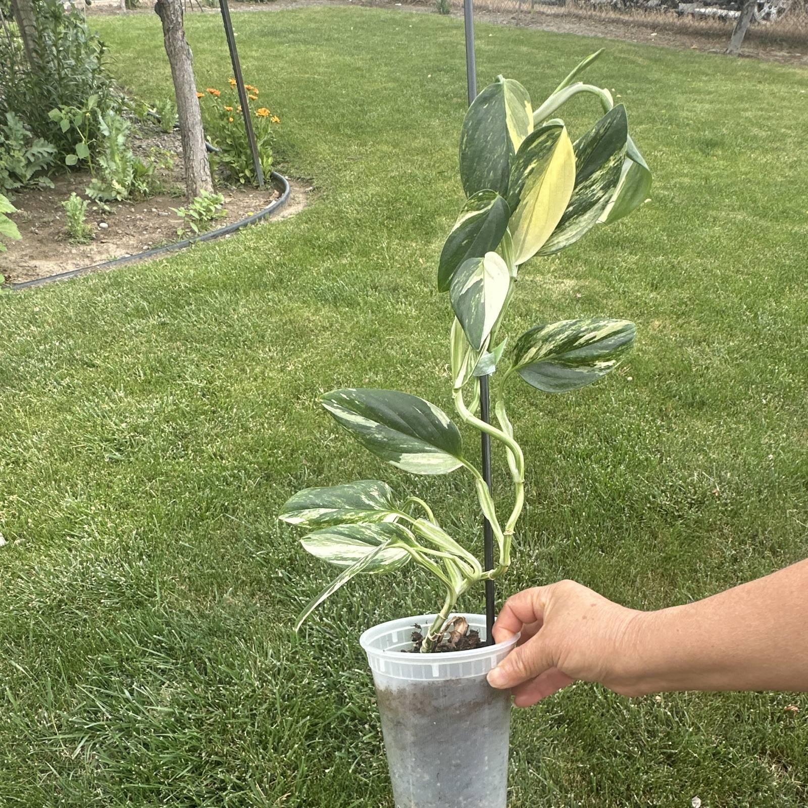 Variegated Pothos Epipremnum Plant Plug/Seedling in Cup, Green/Cream 20in