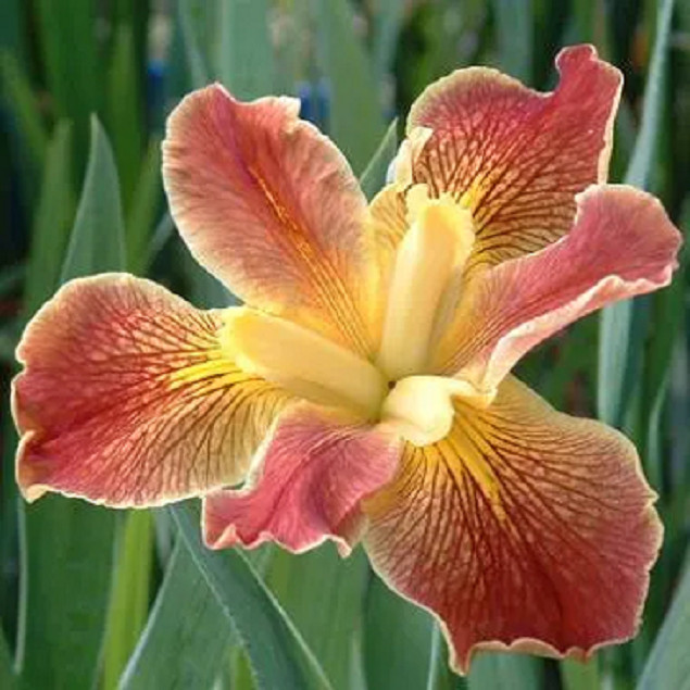 Louisiana irises ‘Cajun Sunrise’ 1 rhizome